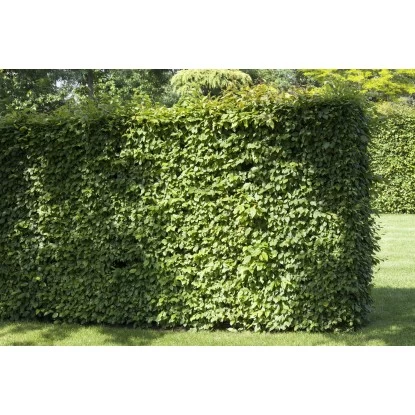 Rotbuche Grün Höhe Ca. 60 - 80 Cm Topf Ca. 3 L Fagus Sylvatica 2 Rotbuche Grün Höhe Ca. 60 - 80 Cm Topf Ca. 3 L Fagus Sylvatica – Bild 2