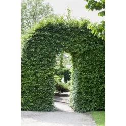 Rotbuche Grün Höhe Ca. 60 - 80 Cm Topf Ca. 3 L Fagus Sylvatica 8 Rotbuche Grün Höhe Ca. 60 - 80 Cm Topf Ca. 3 L Fagus Sylvatica -Garten Welt Verkauf 4374872 3358 3