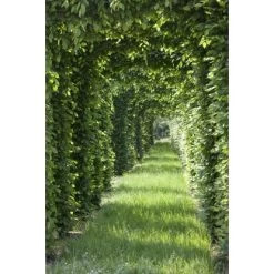 Rotbuche Grün Höhe Ca. 60 - 80 Cm Topf Ca. 3 L Fagus Sylvatica 9 Rotbuche Grün Höhe Ca. 60 - 80 Cm Topf Ca. 3 L Fagus Sylvatica -Garten Welt Verkauf 4374872 3358 4