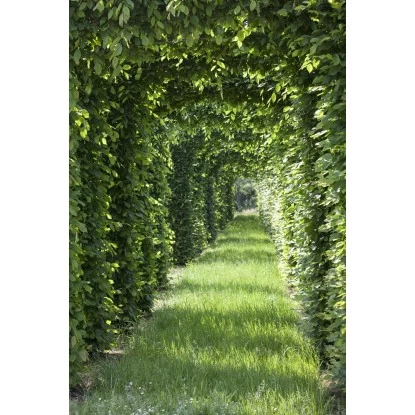 Rotbuche Grün Höhe Ca. 60 - 80 Cm Topf Ca. 3 L Fagus Sylvatica 4 Rotbuche Grün Höhe Ca. 60 - 80 Cm Topf Ca. 3 L Fagus Sylvatica – Bild 4