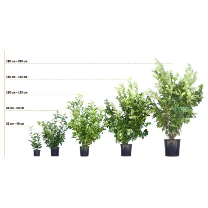 Rotbuche Grün Höhe Ca. 60 - 80 Cm Topf Ca. 3 L Fagus Sylvatica 5 Rotbuche Grün Höhe Ca. 60 - 80 Cm Topf Ca. 3 L Fagus Sylvatica – Bild 5